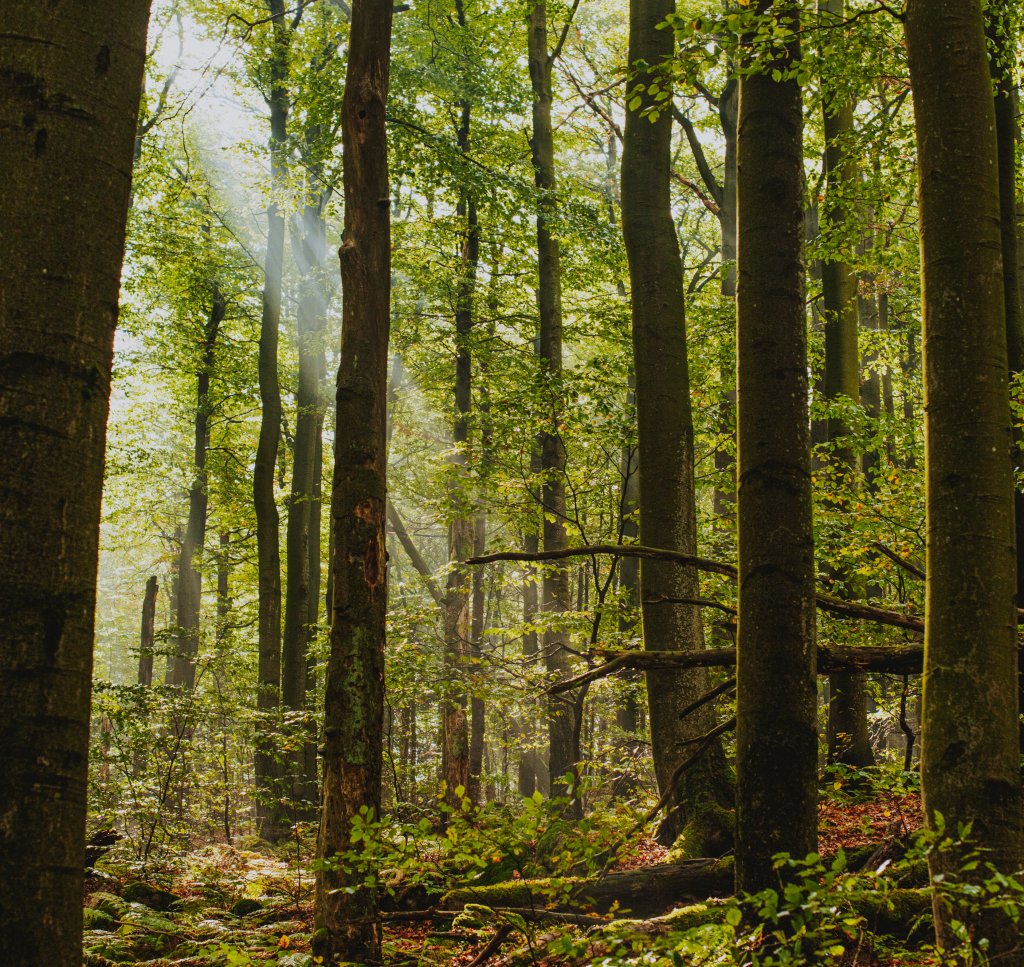 Jak nastartovat rok 2026 v Českém lese: Inspirace pro jednotlivá znamení zvěrokruhu (6) - Resort Český les