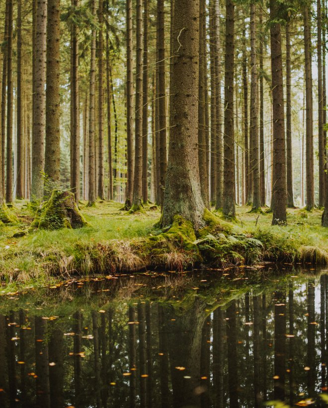 Síla ticha: Proč je Český les ideálním místem pro digitální detox (3) - Resort Český les