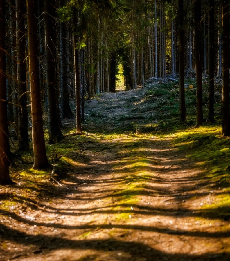5 trendů pro hubnutí a nastartování metabolismu - jak je zažít v Českém lese? (3) - Resort Český les