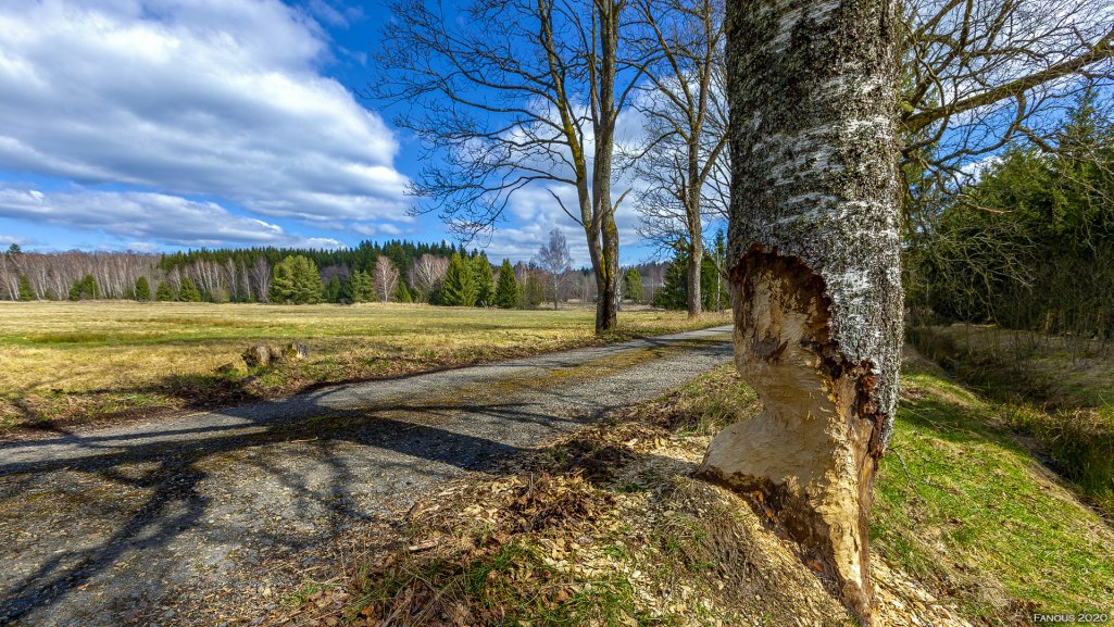 Aktivity v České lese - Pěší turistika (17) - Resort Český les