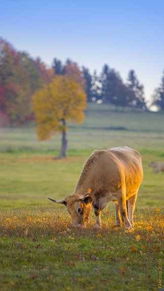 Duben v Českém lese: 7 důvodů, proč je začátek jara nejkrásnější právě tady a teď (4) - Resort Český les